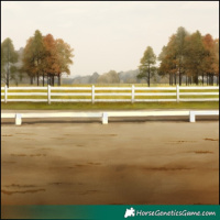 Horse Color:White Spotted Brown Rabicano