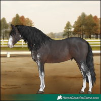 Horse Color:White Spotted Brown Rabicano 