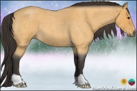 Horse Color:Buckskin Roan 