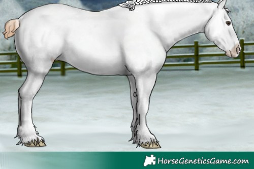 Horse Color:Chestnut Appaloosa 