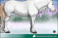 Horse Color:Bay Sabino Appaloosa