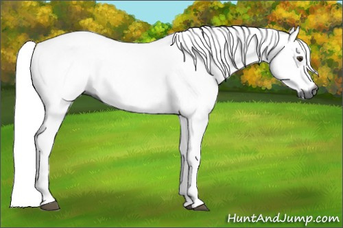Horse Color:Gray Chestnut 