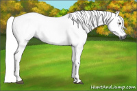 Horse Color:Gray Chestnut