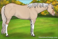 Horse Color:Silver Bay Dun Sabino Tobiano Frame Rabicano 