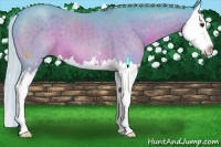Horse Color:Watercolor Silver Brown Sabino Splash 