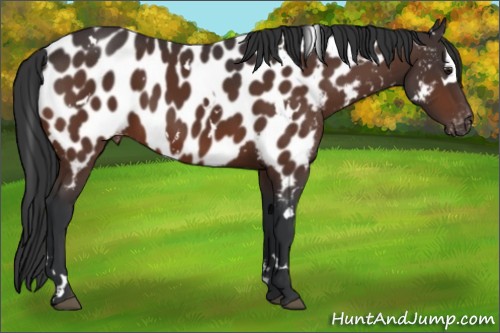 Horse Color:White Spotted Brown Near Leopard