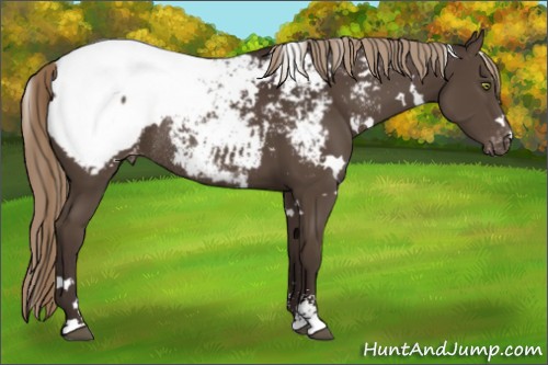 Horse Color:White Spotted Liver Chestnut Sabino Appaloosa Rabicano 