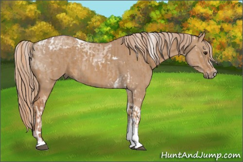 Horse Color:Chestnut Tobiano and Red Dun Tobiano