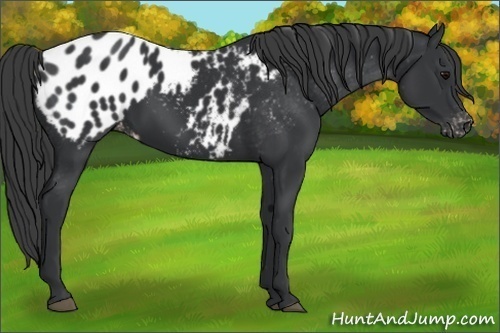Horse Color:Black Appaloosa
