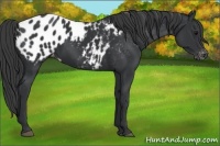 Horse Color:Black Appaloosa 