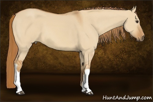 Horse Color:Red Dun 