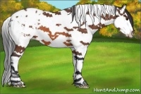 Horse Color:Bay Splash Tobiano Appaloosa 