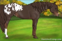 Horse Color:Liver Chestnut Appaloosa 