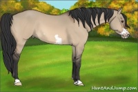 Horse Color:Bay Dun Frame 