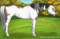 Horse Color:Brown Dun Splash Frame Rabicano