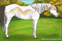 Horse Color:White Spotted Buckskin Splash Tobiano 