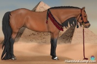 Horse Color:Bay Roan 