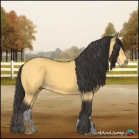 Horse Color:Buckskin 