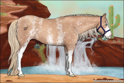 Horse Color:White Spotted Gold Champagne Varnish 