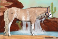 Horse Color:White Spotted Gold Champagne Varnish