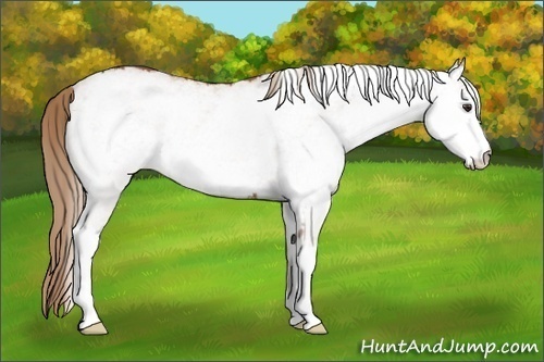 Horse Color:White Spotted Chestnut