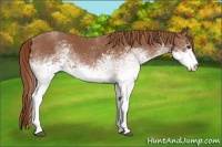 Horse Color:White Spotted Chestnut 