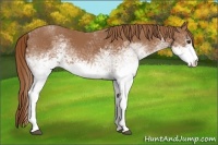 Horse Color:White Spotted Chestnut