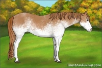 Horse Color:White Spotted Chestnut
