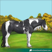Horse Color:Black Sabino Tobiano