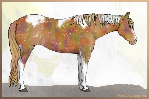 Horse Color:Nacre Chestnut Sabino Tobiano Blanket 