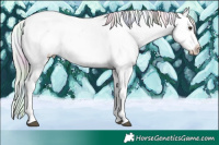 Horse Color:Nacre Palomino Splash Tobiano Appaloosa 