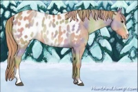 Horse Color:Nacre Red Dun Sabino Blanket