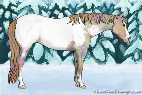 Horse Color:Nacre Red Dun Sabino Snowcap 