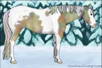 Horse Color:Nacre Palomino Splash Tobiano Varnish