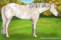 Horse Color:White Spotted Cremello Varnish