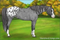 Horse Color:Blue Roan Splash Appaloosa 