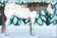 Horse Color:Liver Red Ice Roan Sabino Splash Appaloosa 