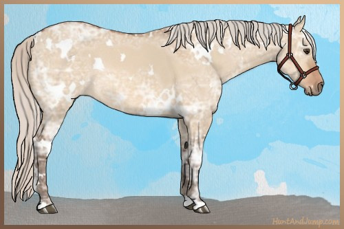 Horse Color:White Spotted Silver Bay Ice Dun Rabicano 