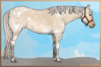 Horse Color:White Spotted Silver Bay Ice Dun Rabicano 