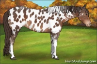 Horse Color:Liver Chestnut Tobiano Appaloosa