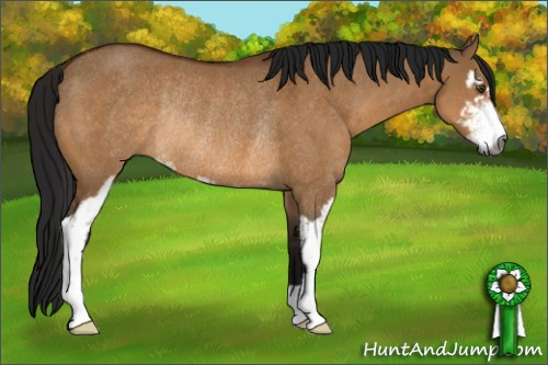 Horse Color:Gray Bay Dun Sabino Rabicano 