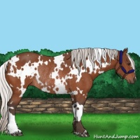Horse Color:White Spotted Silver Brown Rabicano 