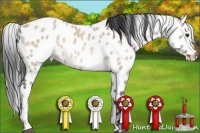 Horse Color:Brown Roan Dun Sabino Leopard Brindle
