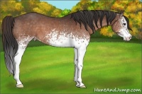 Horse Color:White Spotted Brown Appaloosa
