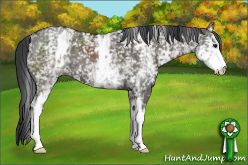 Horse Color:White Spotted Grullo 