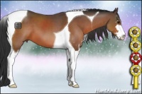 Horse Color:Brown Sabino Tobiano