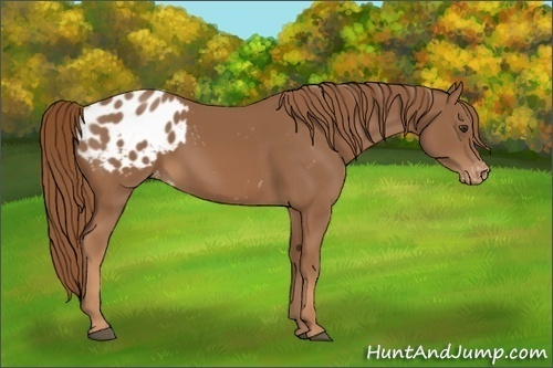 Horse Color:Chestnut Appaloosa 