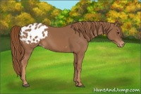 Horse Color:Chestnut Appaloosa 