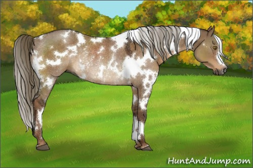 Horse Color:Gray White Spotted Liver Red Dun Mushroom Rabicano