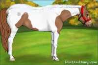 Horse Color:Chestnut Tobiano